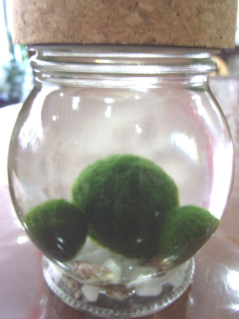 621marimo2.jpg